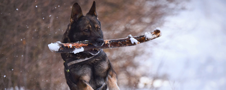 世界军犬排名 全世界军队最威猛的七大军犬