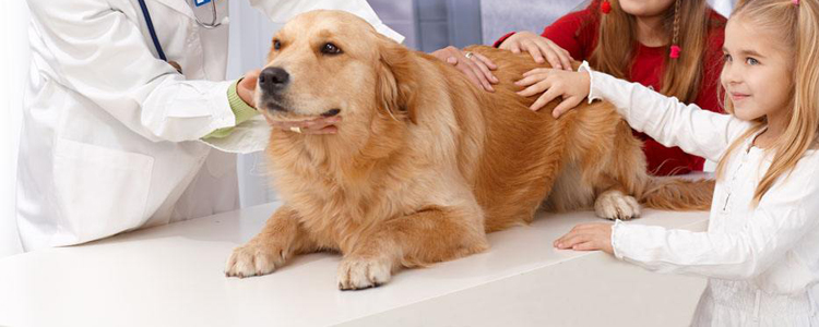 狗狗体检项目有哪些 不同年龄阶段体检项目表