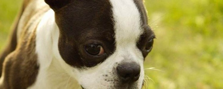 狗狗骨炎有什么症状 骨头也会发炎吗？