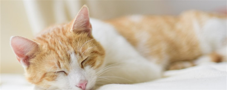 猫咪胃炎是怎么得的 猫咪胃炎分为急性和慢性