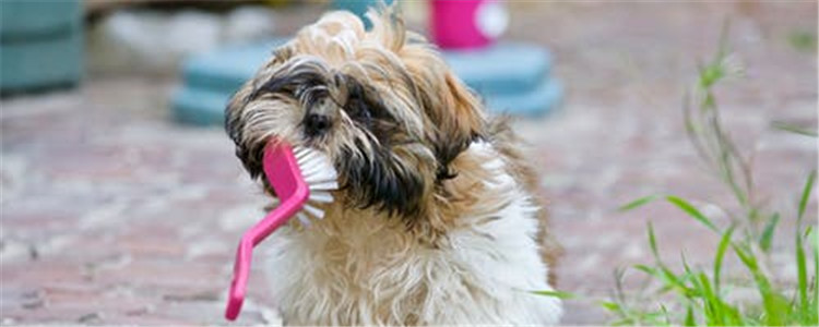 狗狗换牙到处咬是为什么 怎么才能防止狗狗啃咬家具