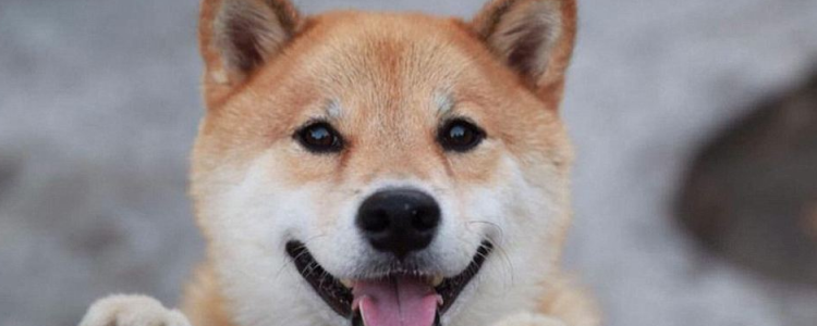 怎么区分秋田犬和柴犬 想要区分你养的是秋田还是柴犬吗？