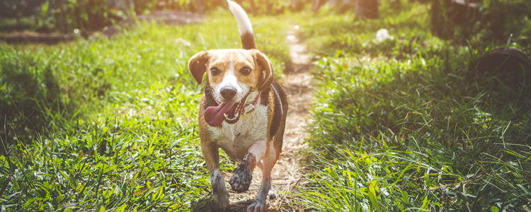 犬肺炎症状与治疗 如何初步诊断你家狗狗是否肺炎