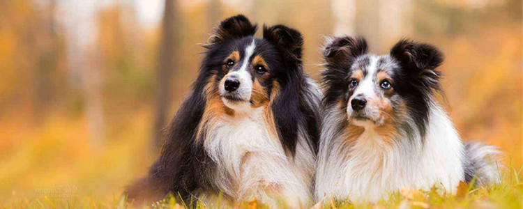 适合家养的三种中型犬 中型犬越来越受人们的欢迎