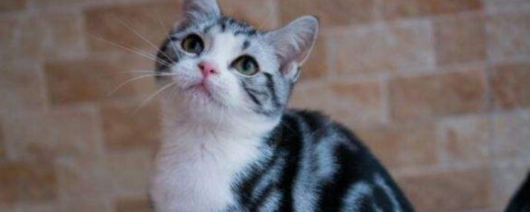 猫咪结膜炎和猫鼻支的区别 其实就是猫鼻支的前兆啊！