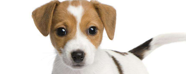 狗狗湿疹怎么治 狗狗湿疹的症状是什么