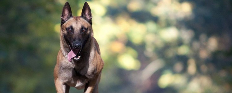 狗狗胃炎的症状 你知道狗狗患上胃炎的原因吗