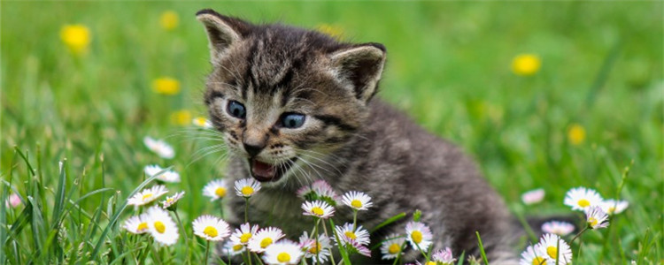 猫可以吃荔枝吗 给猫吃荔枝要适量