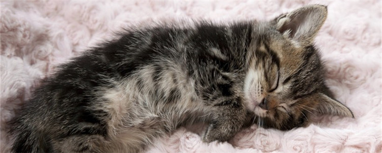 猫的睡姿代表什么 你家的猫咪喜欢怎样睡觉
