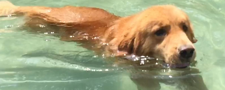 狗天生会游泳吗 狗游泳要注意些什么