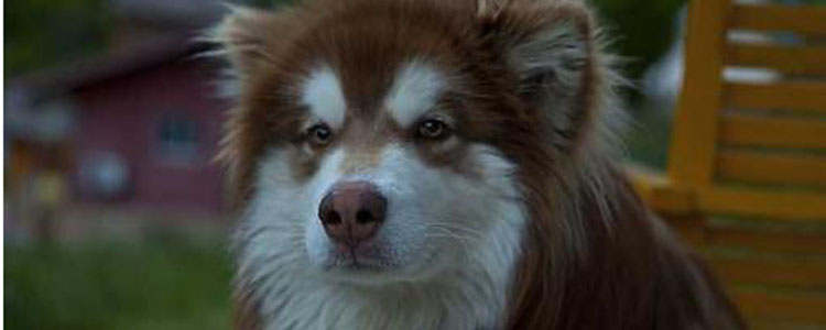 阿拉斯加雪橇犬发情怎么办 阿拉斯加发情护理攻略
