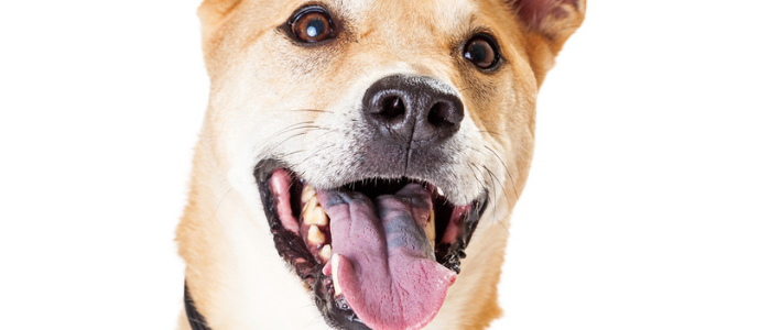 狗狗补钙过量是什么症状 狗狗补钙过量有什么危害？