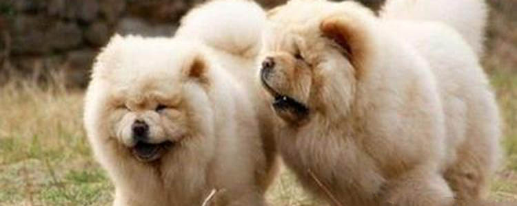 松狮夏日护理 松狮犬四季护理需要注意的地方