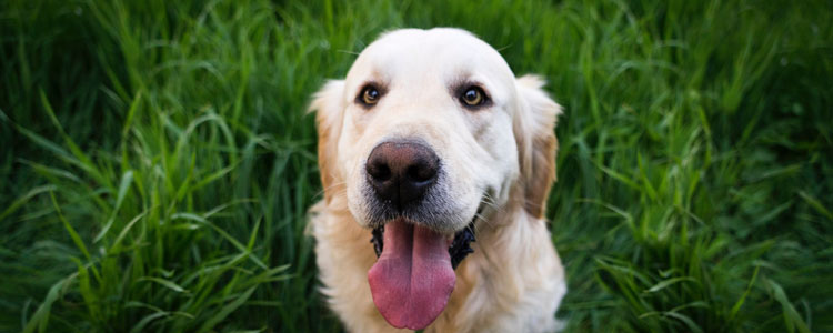 夏季狗狗易得病的预防治疗 夏季易得病怎么预防更有效