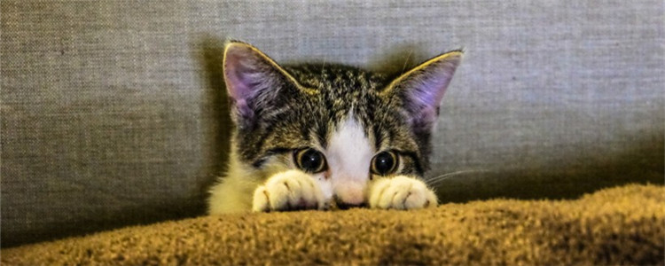 猫吐黄水拉稀 猫咪呕吐腹泻的原因是什么