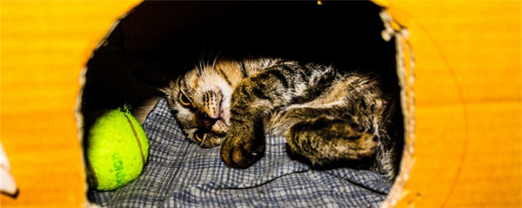 猫咪夭折是为什么 导致猫崽夭折的原因有哪些