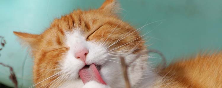 猫口炎吃什么药 猫口炎吃什么药能康复