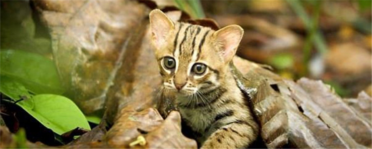 锈斑豹猫是什么猫 锈斑豹猫体型小但本领不小