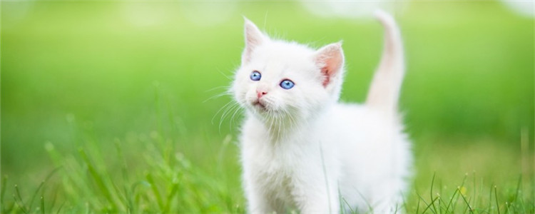 猫咪异食癖的症状 如何阻止猫咪食用异物
