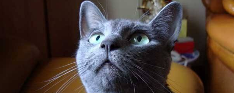 阿莫西林能治猫口炎吗 想要治好猫口炎光是药是没用的！