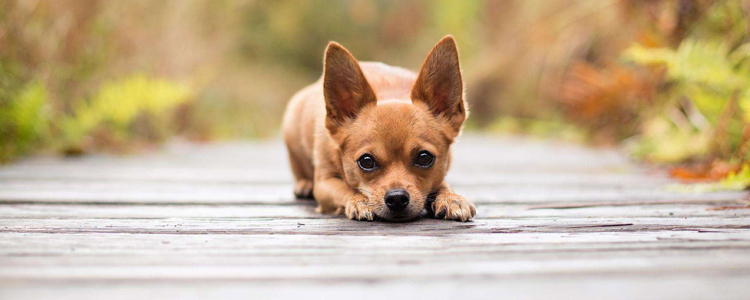 狗狗总是抓耳朵好像有东西一样 该检查清理啦！