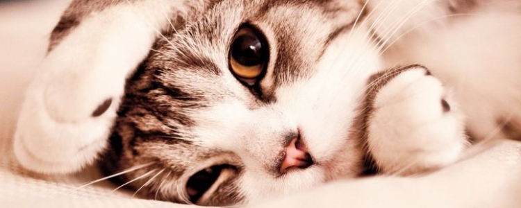 猫乱尿的原因 猫乱尿改怎么办