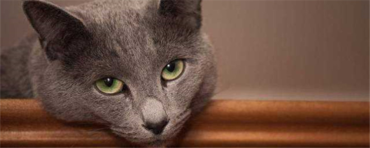 俄罗斯蓝猫如何饲养 饲养俄罗斯蓝猫其实并不难