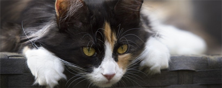 怎样正确给猫咪清理耳朵 给猫咪清理耳螨要注意什么