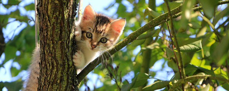猫异食症的表现 你还以为只是猫咪的好奇心吗