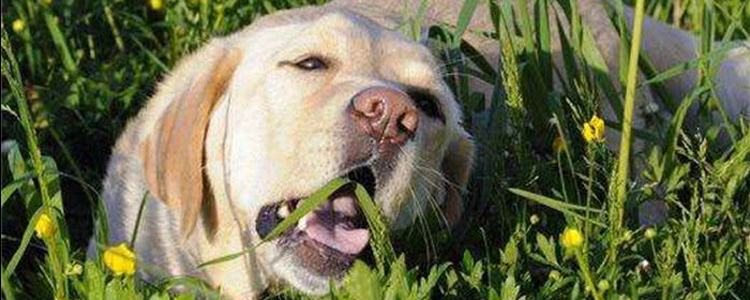 狗狗吃草呕吐 狗狗吃草就要注意补充维生素了