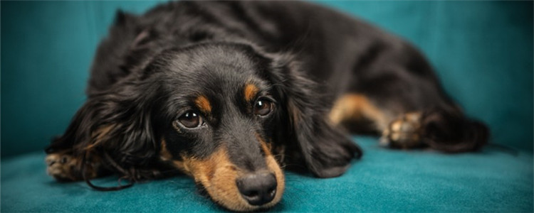 趾间炎是什么 狗狗得了趾间炎有哪些症状