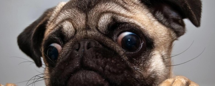 为什么狗狗不能吃洋葱 洋葱会让狗狗中毒？