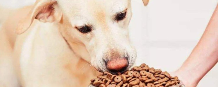 吃狗粮的好处 你家狗狗吃狗粮吗