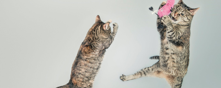 猫传腹会传染给其他同居的猫吗 群居猫如何预防猫传腹