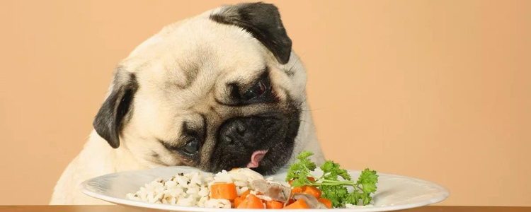 狗的肠胃不好怎样调理 养狗容易犯的喂食错误