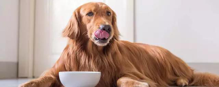狗的食量标准是多少 吃得越多越好不一定长得越好