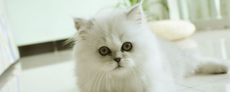 猫咪哺乳期可以用猫藓药膏吗 哺乳期不要乱用药了！