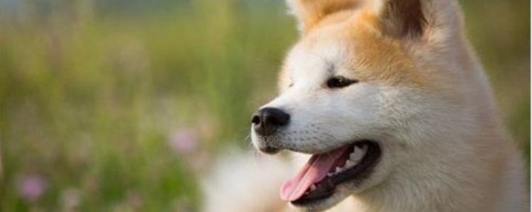 狗狗干眼症是什么原因 知道狗狗为什么会出现干眼症吗？