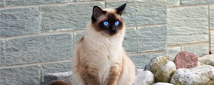蓝眼睛的猫有哪些 这三种猫咪的眼睛非常漂亮