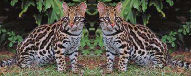 亚洲豹猫是猫还是豹 多数人都不知道