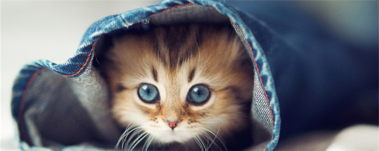 小猫眼睛变色 是猫咪得了眼部疾病吗