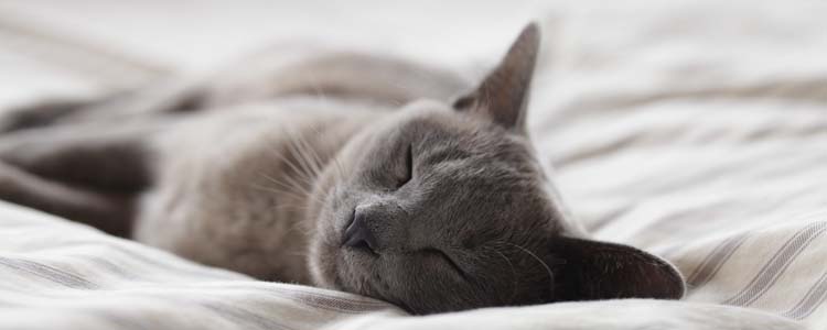 猫咪空调病的症状 猫也会得空调病吗
