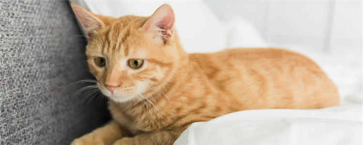 什么是猫口炎 导致猫口炎的因素有很多
