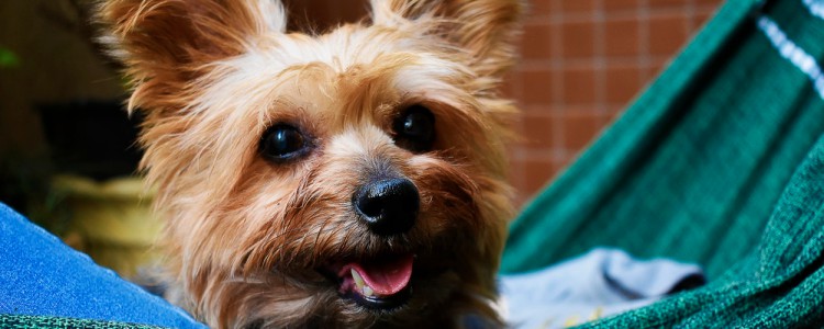 狗狗吃营养膏的作用 哪些狗狗适合吃营养膏？