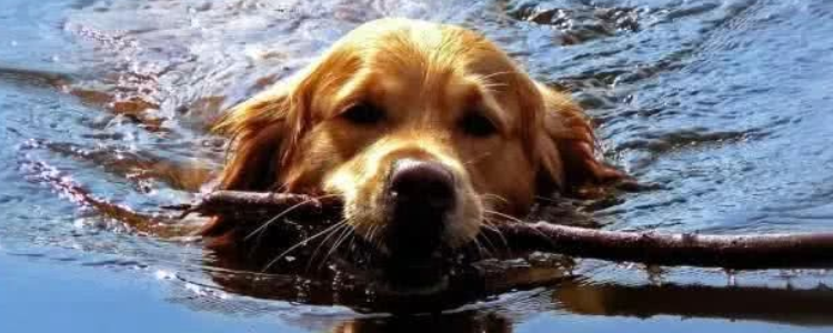 狗狗游泳会得皮肤病吗 该不该带狗狗游泳呢？