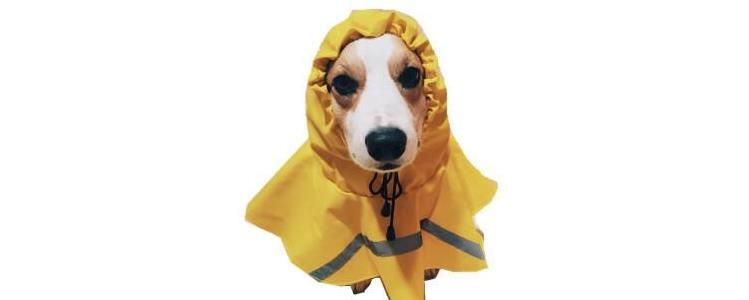 狗狗雨衣简易做法 巧制狗狗个性雨衣九个步骤