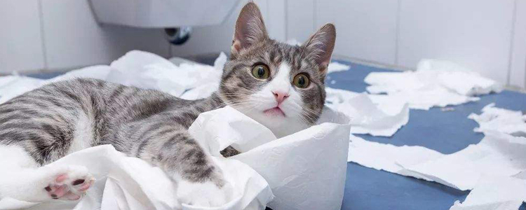 怎么帮猫洗澡不被咬 给猫洗澡有技巧