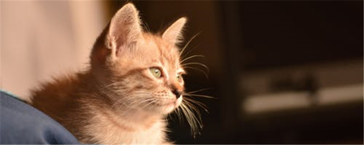 猫应激反应的症状是什么 以下这三种症状你了解了吗