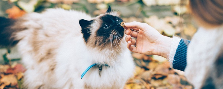 为什么猫喜欢摸头 猫咪爱摸头的原因有哪些