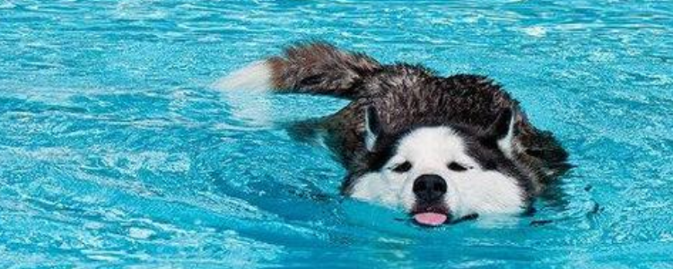 狗狗游泳的好处 快带狗狗去游泳吧